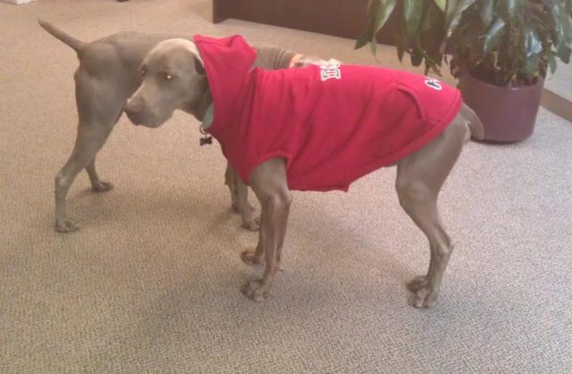Murray in his dog coat